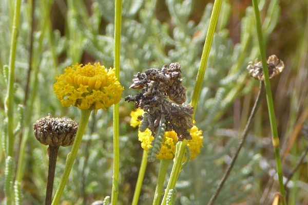 Thetidia sardinica